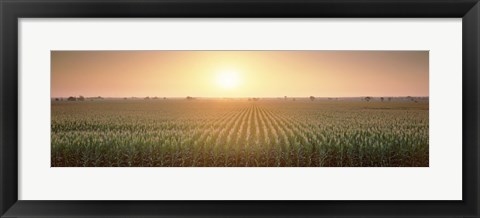 Framed View Of The Corn Field During Sunrise, Sacramento County, California, USA Print