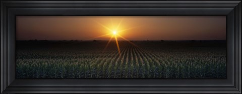 Framed Sunrise, Crops, Farm, Sacramento, California, USA Print