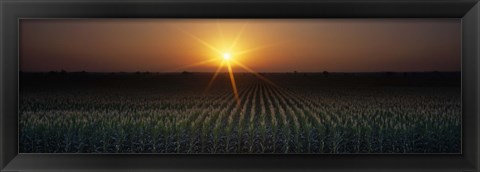 Framed Sunrise, Crops, Farm, Sacramento, California, USA Print