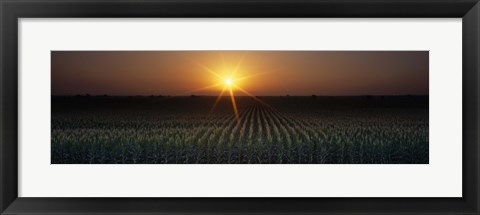 Framed Sunrise, Crops, Farm, Sacramento, California, USA Print