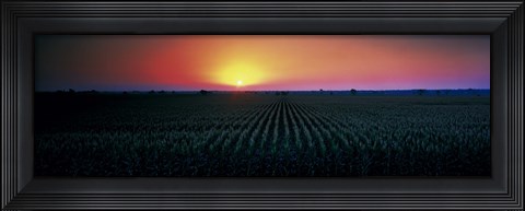 Framed Corn field at sunrise Sacramento Co CA USA Print