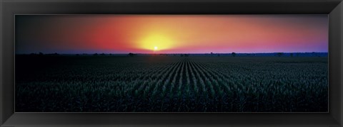 Framed Corn field at sunrise Sacramento Co CA USA Print