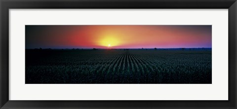 Framed Corn field at sunrise Sacramento Co CA USA Print