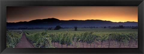 Framed Vineyards on a landscape, Napa Valley, California, USA Print