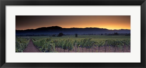 Framed Vineyards on a landscape, Napa Valley, California, USA Print