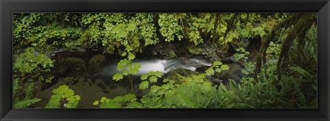 Framed High angle view of a lake in the forest, Willaby Creek, Olympic National Forest, Washington State, USA Print