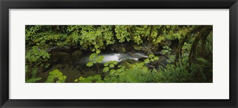 Framed High angle view of a lake in the forest, Willaby Creek, Olympic National Forest, Washington State, USA Print