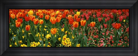 Framed Tulips in a field, St. James&#39;s Park, City Of Westminster, London, England Print