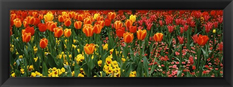 Framed Tulips in a field, St. James&#39;s Park, City Of Westminster, London, England Print