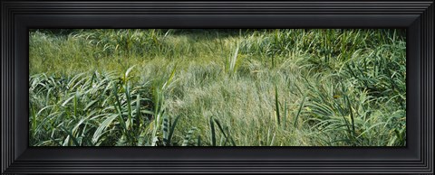 Framed Grass on a marshland, England Print