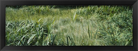 Framed Grass on a marshland, England Print