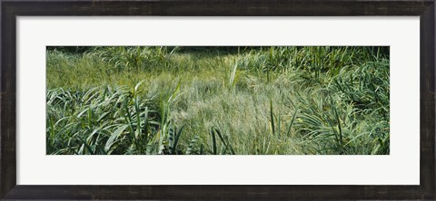 Framed Grass on a marshland, England Print