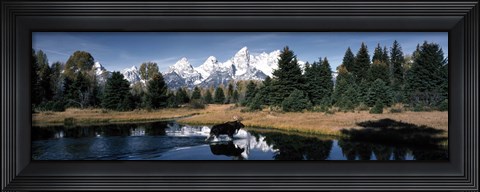 Framed Moose &amp; Beaver Pond Grand Teton National Park WY USA Print