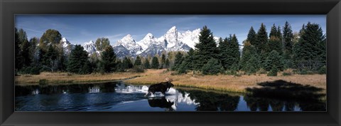 Framed Moose &amp; Beaver Pond Grand Teton National Park WY USA Print