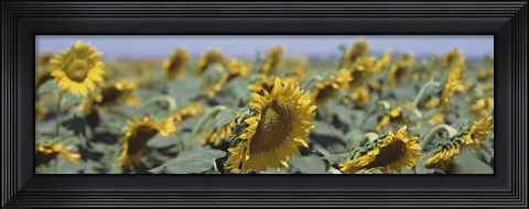 Framed USA, California, Central Valley, Field of sunflowers Print