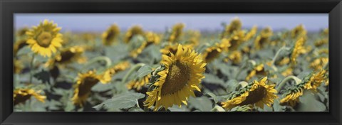 Framed USA, California, Central Valley, Field of sunflowers Print