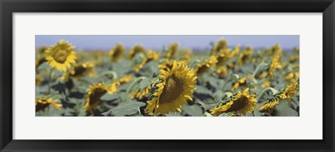 Framed USA, California, Central Valley, Field of sunflowers Print