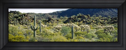 Framed Saguaro cactus (Carnegiea gigantea) in a field, Sonoran Desert, Arizona, USA Print