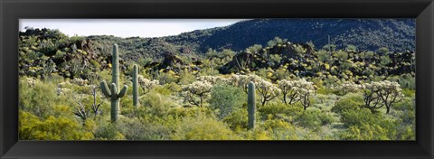 Framed Saguaro cactus (Carnegiea gigantea) in a field, Sonoran Desert, Arizona, USA Print