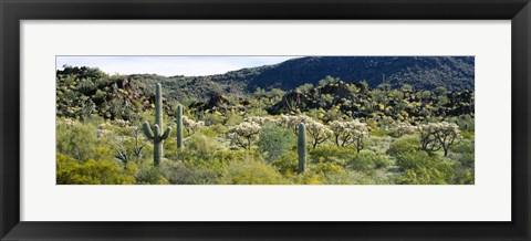 Framed Saguaro cactus (Carnegiea gigantea) in a field, Sonoran Desert, Arizona, USA Print