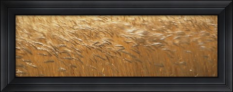 Framed Spring Wheat Print