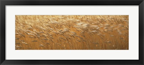 Framed Spring Wheat Print
