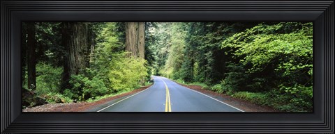 Framed Road passing through a forest, Prairie Creek Redwoods State Park, California, USA Print
