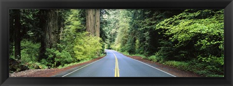 Framed Road passing through a forest, Prairie Creek Redwoods State Park, California, USA Print