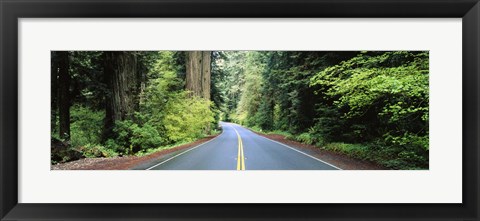 Framed Road passing through a forest, Prairie Creek Redwoods State Park, California, USA Print