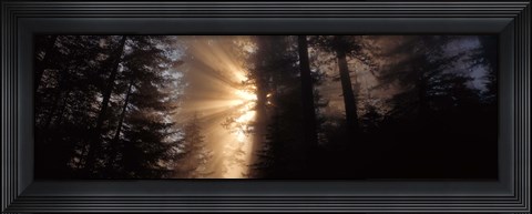 Framed God Rays, Redwoods National Park, CA Print