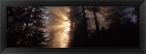 Framed God Rays, Redwoods National Park, CA Print