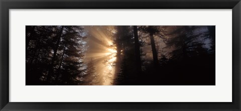 Framed God Rays, Redwoods National Park, CA Print