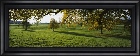 Framed Trees In A Field, Aargau, Switzerland Print