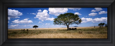 Framed Elephants, Kenya, Africa Print