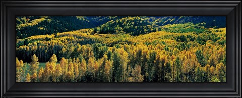 Framed Autumn Aspens, Colorado, USA Print