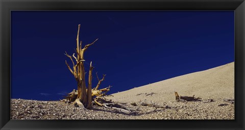 Framed Bare tree on a landscape, USA Print