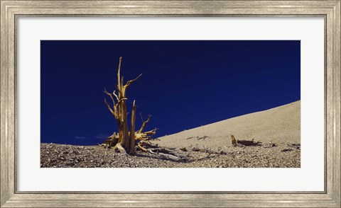 Framed Bare tree on a landscape, USA Print