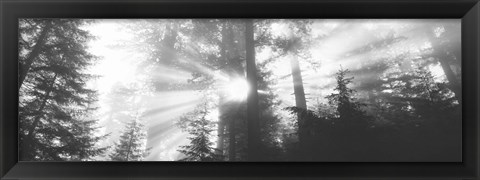 Framed Road, Redwoods Park, California, USA Print