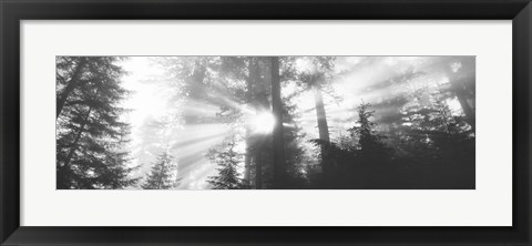 Framed Road, Redwoods Park, California, USA Print