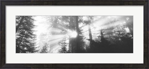Framed Road, Redwoods Park, California, USA Print
