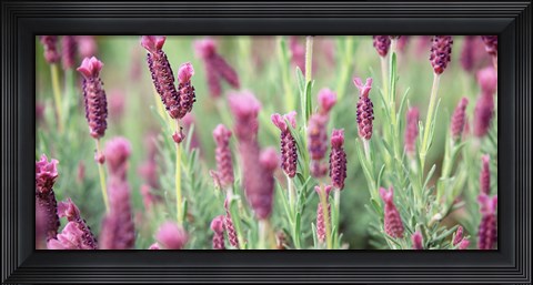 Framed High angle view of Italian Lavender Print