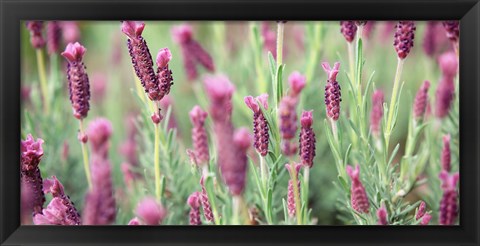 Framed High angle view of Italian Lavender Print