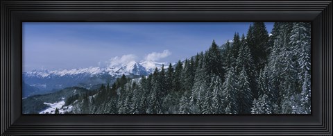 Framed Trees in a forest, Interlaken, Berne Canton, Switzerland Print