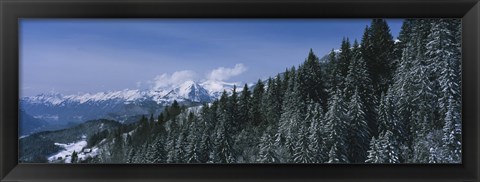 Framed Trees in a forest, Interlaken, Berne Canton, Switzerland Print