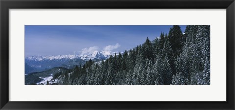 Framed Trees in a forest, Interlaken, Berne Canton, Switzerland Print