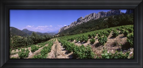 Framed France, Provence, Dentelles de Montmiral, Vineyard on the mountain Print