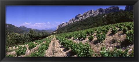Framed France, Provence, Dentelles de Montmiral, Vineyard on the mountain Print