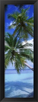 Framed Maldives Palm Trees Print