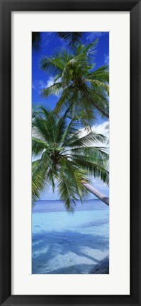 Framed Maldives Palm Trees Print