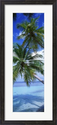 Framed Maldives Palm Trees Print